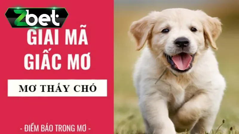 Mơ thấy chó đánh con gì - Điềm báo khi giết chó 