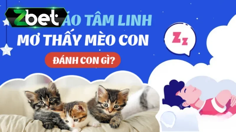 Mơ thấy mèo con có may mắn và mơ thấy mèo đánh con gì?