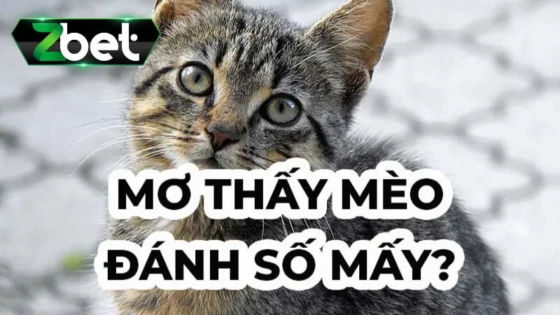 Mơ thấy mèo đánh con gì để mang về nhiều may mắn?